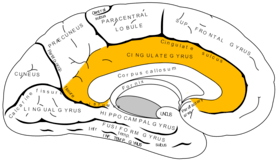 Gray727_cingulate_gyrus