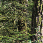 000001T0_s001-150x150