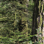 000001T0_s001-150x150