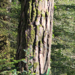 000001T0_s002-150x150