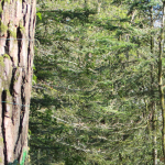 000001T0_s003-150x150